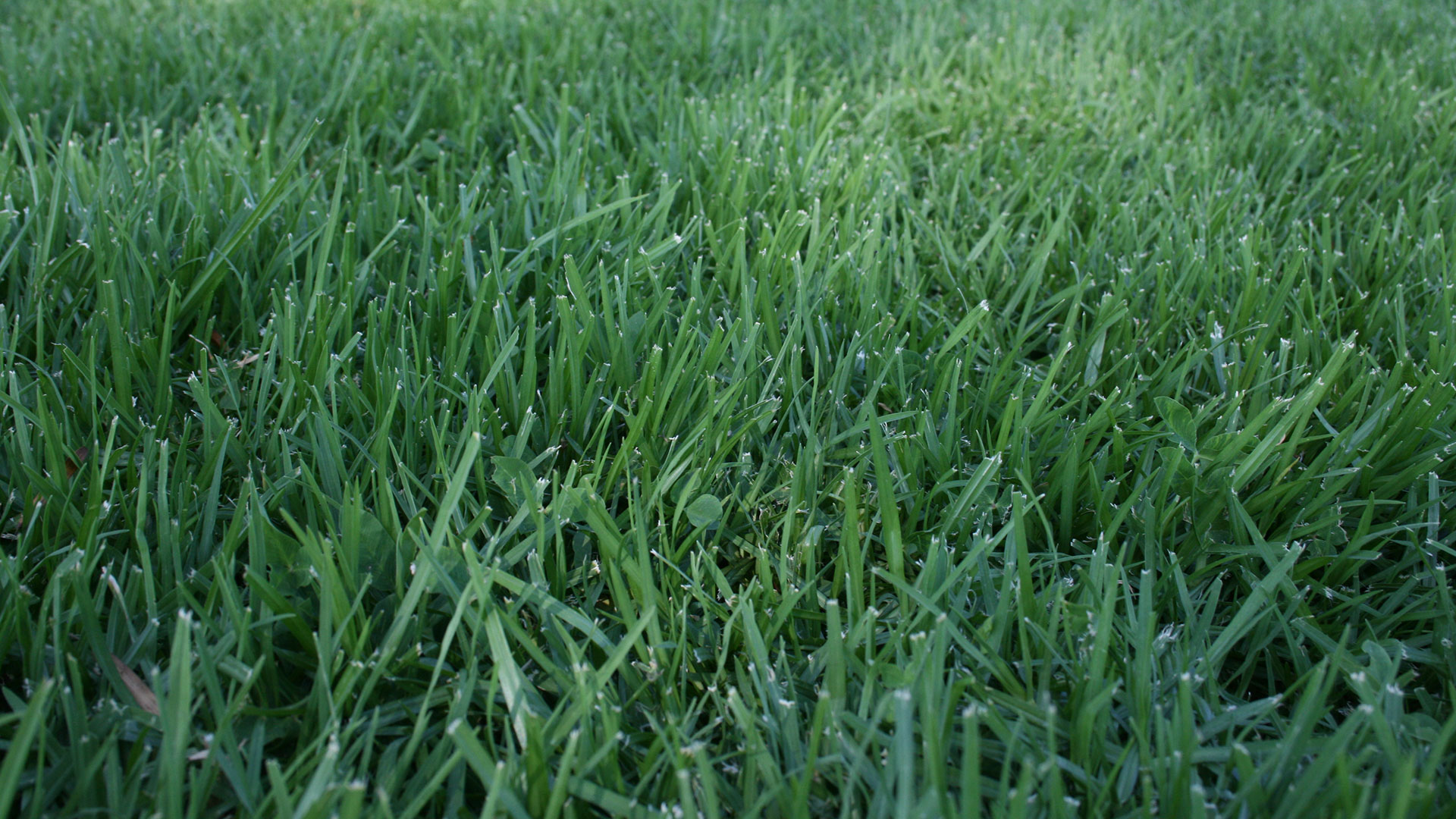 Landscape By DG will keep your grass healthy year round